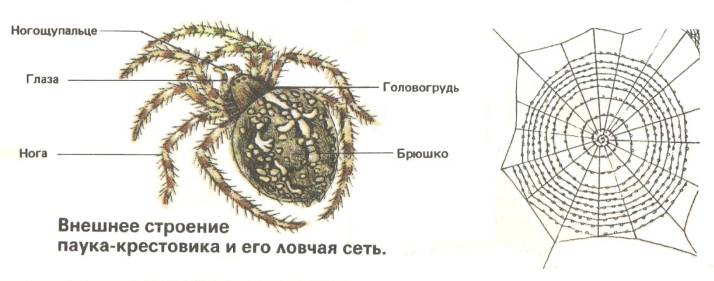 Строение Паукообразных Картинки